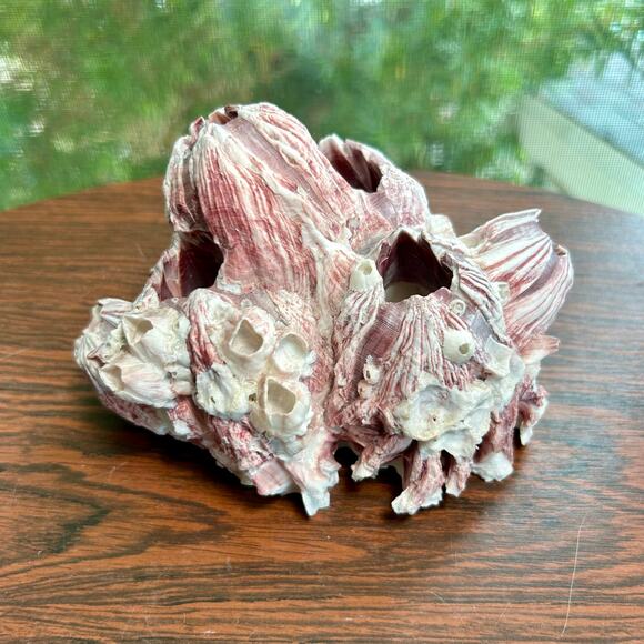 Vintage Pink Barnacle Cluster – 4.5” x 7” Coastal Nautical Decor - Picture 1 of 9